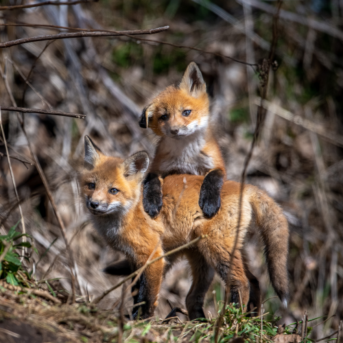 Fox Pups