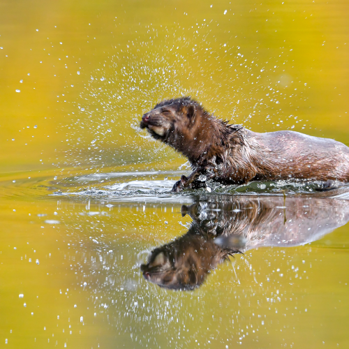 Mink Shake