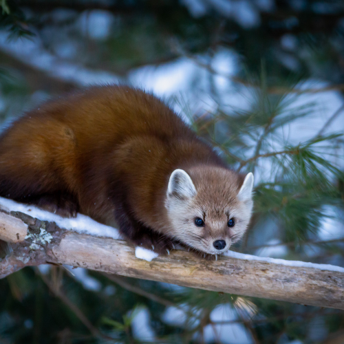 Pine Marten
