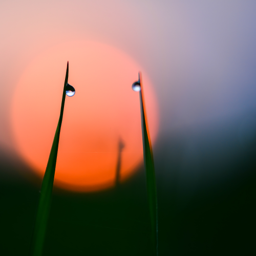 Dew Drops