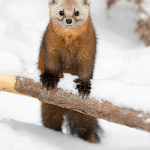  eye to eye with a curious marten