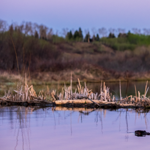 Fish Creek Urban Wildlife