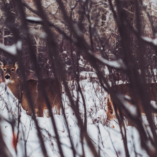 Fish Creek Urban Wildlife