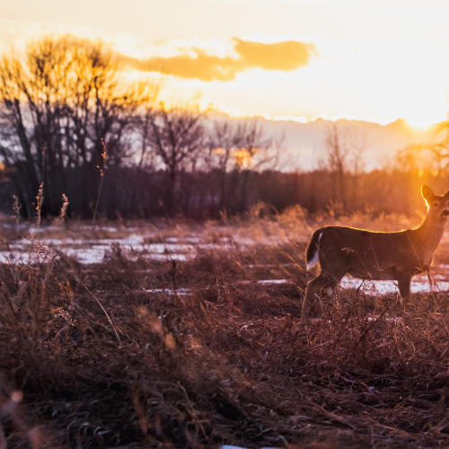 Fish Creek Urban Wildlife