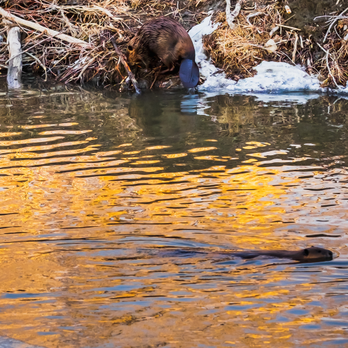 Fish Creek Urban Wildlife