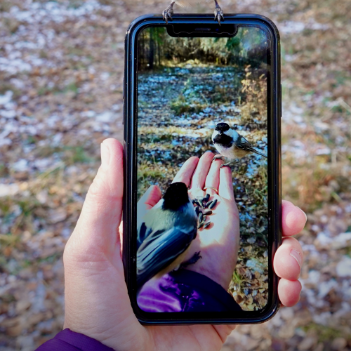 Picture-in-Picture Chickadees