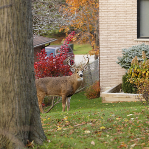 Alert Deer