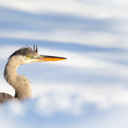 The one that didn't fly South