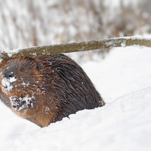 Gathering for Winter