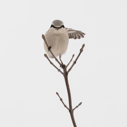 Never ask directions from a shrike