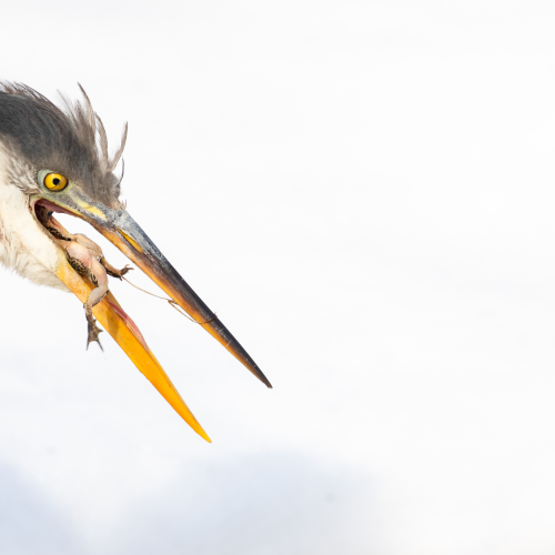The Heron and the hibernating frog