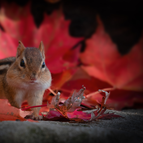 Patriotic Chipmunk