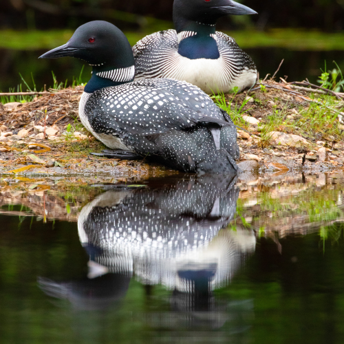 Late Nesting Loons