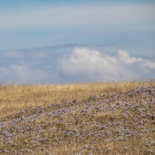Carpeting Crocuses. 