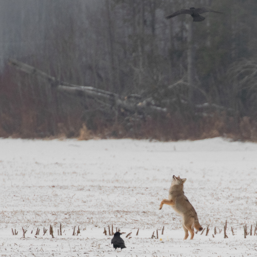 Dancing with the crows