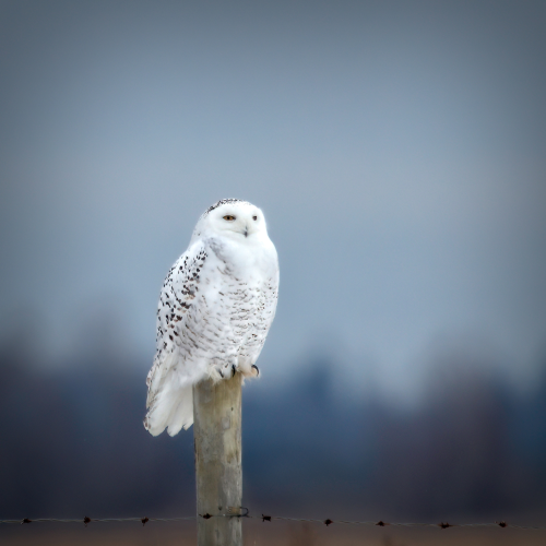 Majestic Snowy
