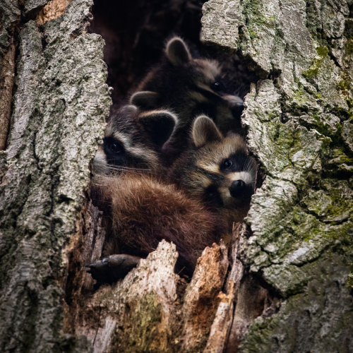 Tree full of mischief 