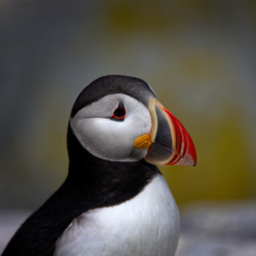 Puffin Portrait