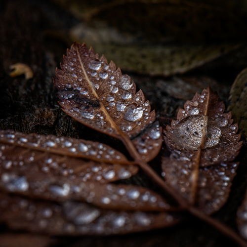 Morning Dew