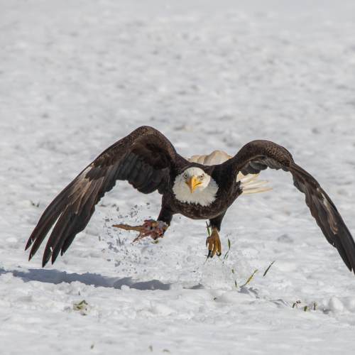 Grabbing a quick snack