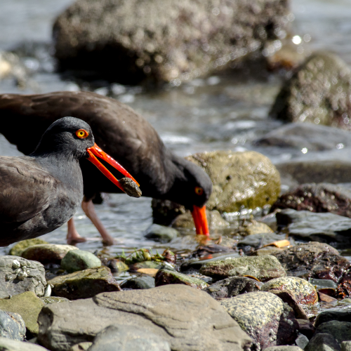 Oystercatcher Catching my Eye 