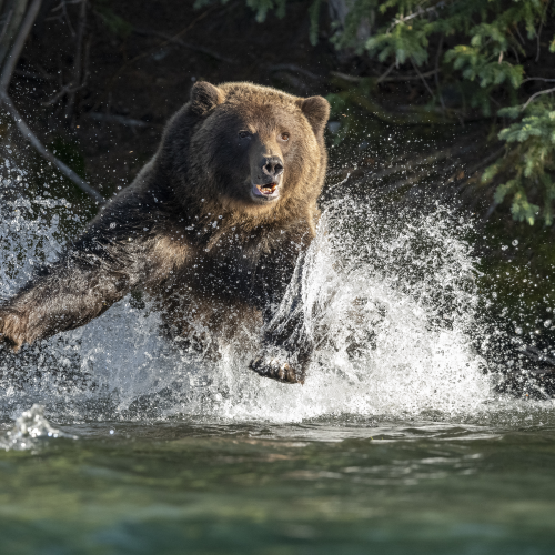 Protective Mama Bear
