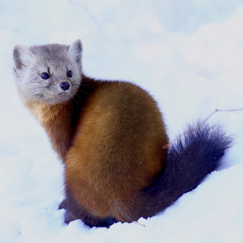 Yes that is my tail!
