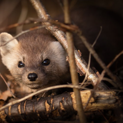 Marten in the Fall