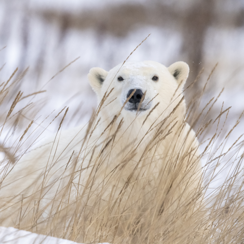 Curious Polar Bear