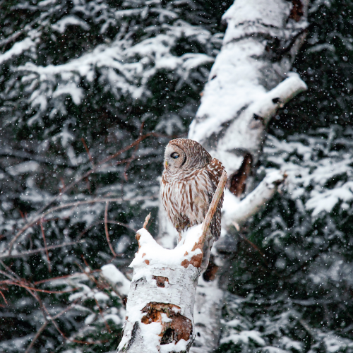 Barred owl mid-blink under a cascade of snow