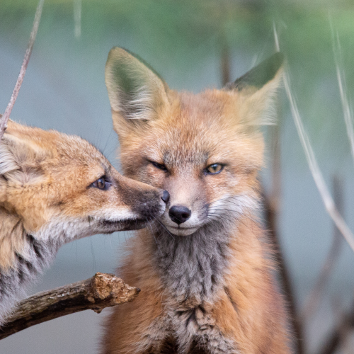 Sibling Love!