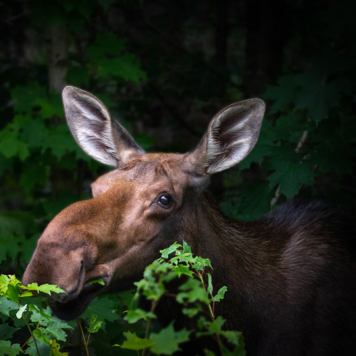 Twig eater