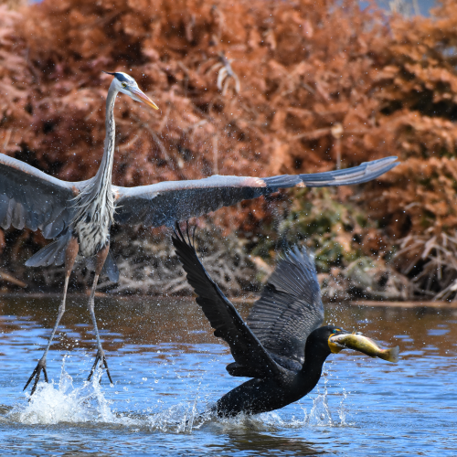 Great Blue Heron versus Cormorant