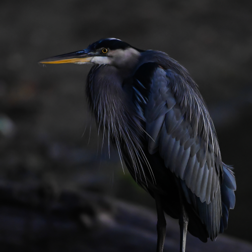 Great Blue Heron at dawn