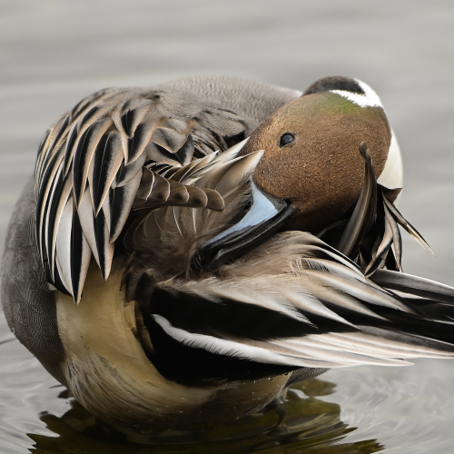 Northern Pintail Preening
