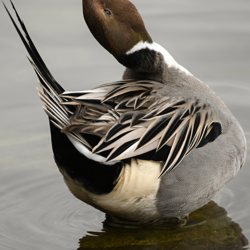 Northern Pintail stretching