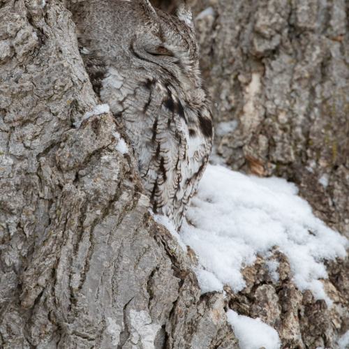 Master of Camouflage