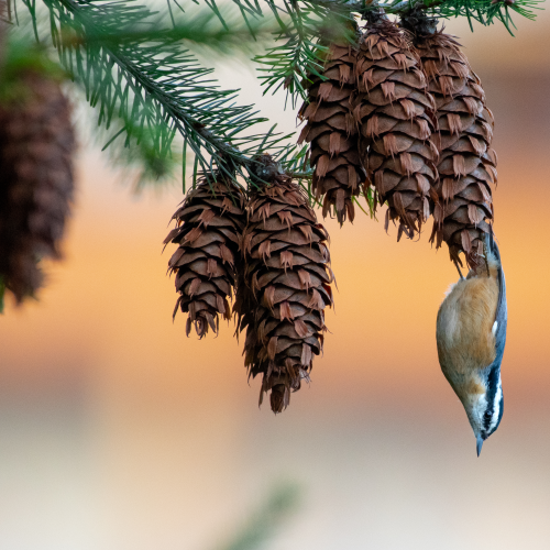 “Look at Me! I’m a (Douglas Fir)cone!”