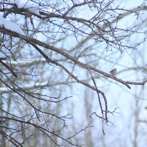 Up In The Trees