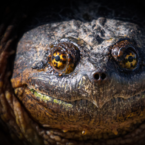 Happy Snapper