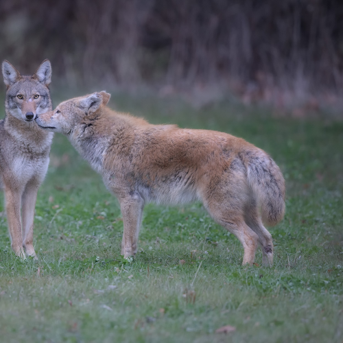 Lady and the Tramp
