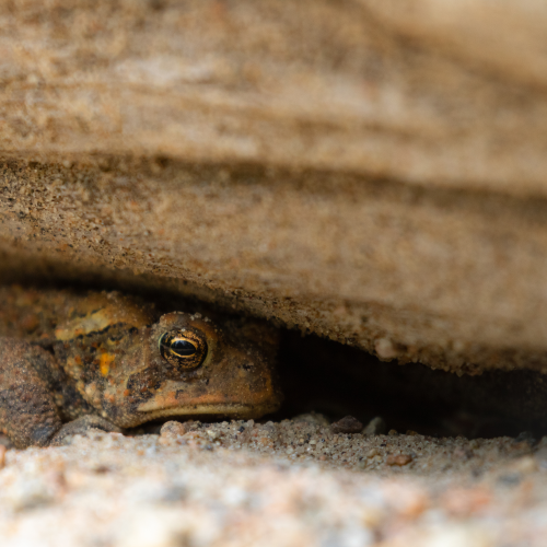 Life under a rock