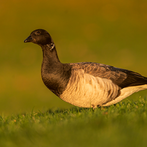 Stray Brant Tearing for Her Loneness