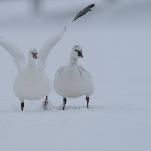 Stray Ross's Geese in Canada Cold Winter