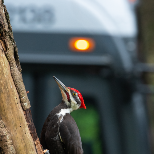 New Vancouver Bus "Tap" Campaign with Pileated Woodpecker