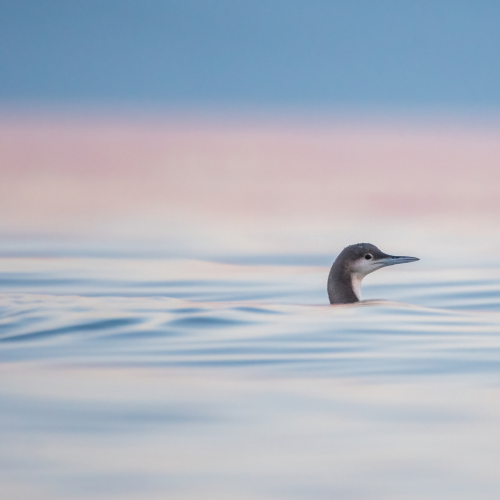 Pacific Loon at sunset