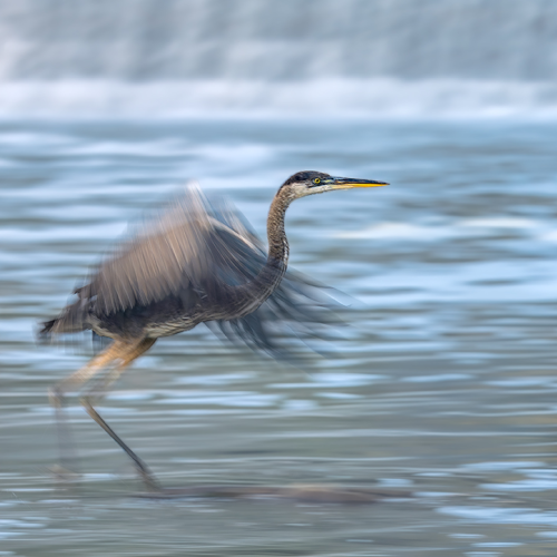 Blue Heron Landing