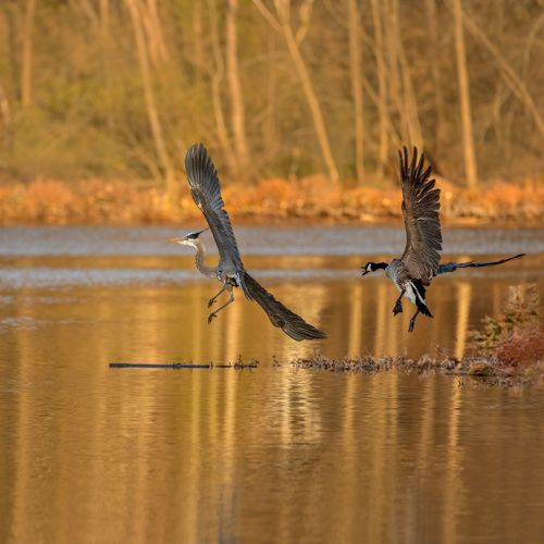 Canada Goose Chasing Blue Heron at Sunset