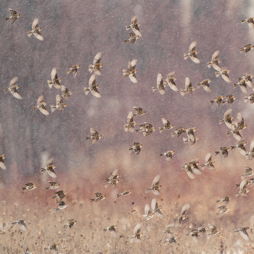 Flock of Redpolls Flying in Snow Squall