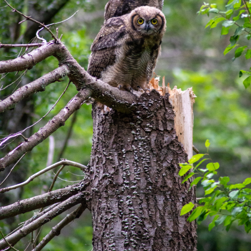 Great Horned Protector